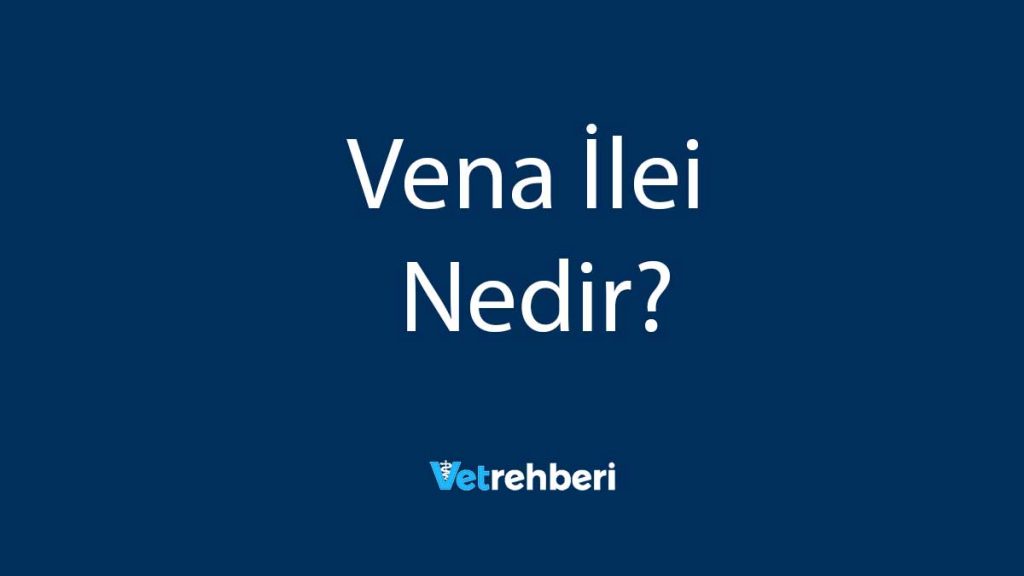 Vena İlei Nedir?