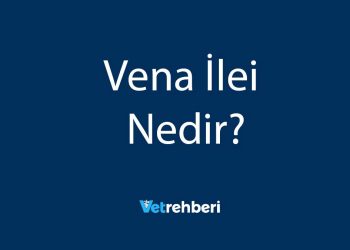 Vena İlei Nedir?