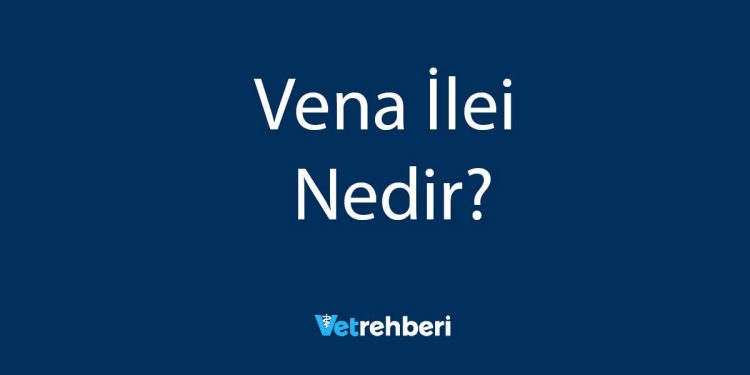 Vena İlei Nedir?