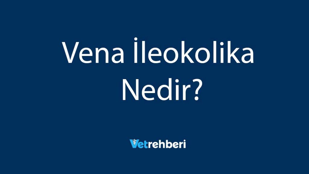 Vena İleokolika Nedir?