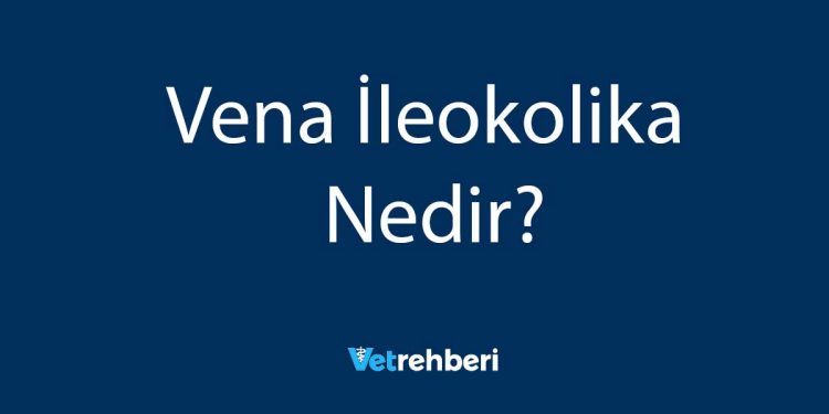 Vena İleokolika Nedir?