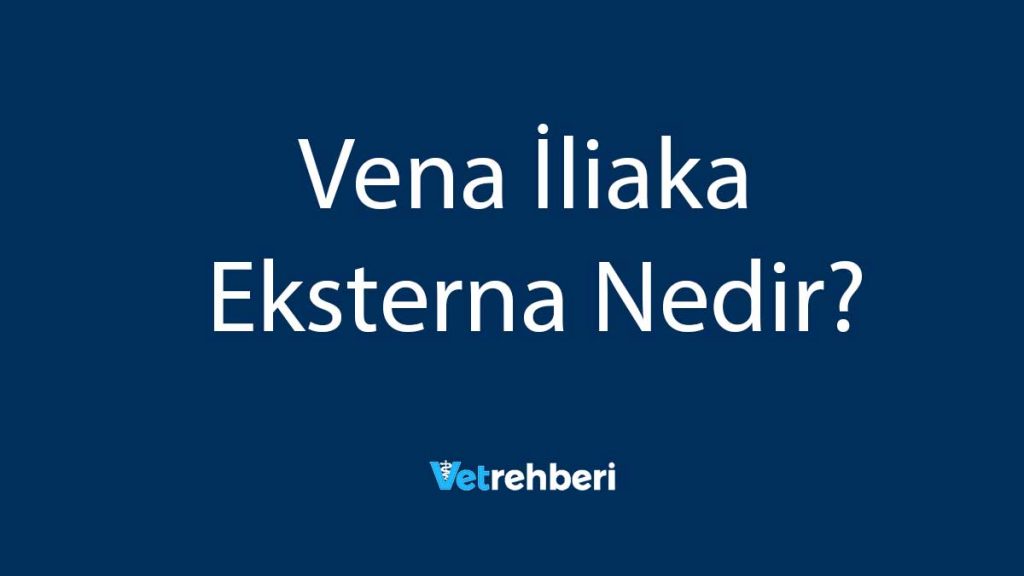 Vena İliaka Eksterna Nedir?