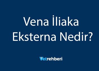 Vena İliaka Eksterna Nedir?