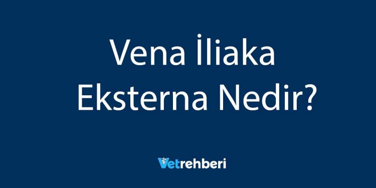 Vena İliaka Eksterna Nedir?