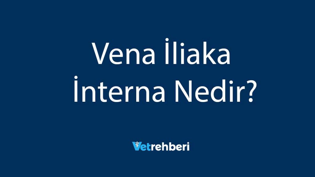 Vena İliaka İnterna Nedir?