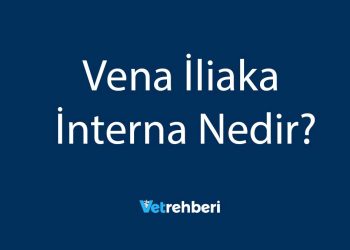 Vena İliaka İnterna Nedir?