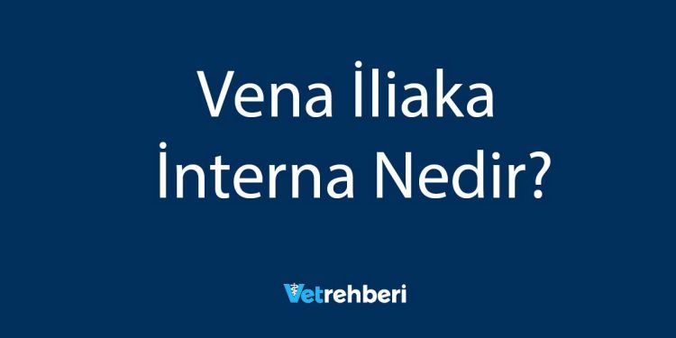 Vena İliaka İnterna Nedir?