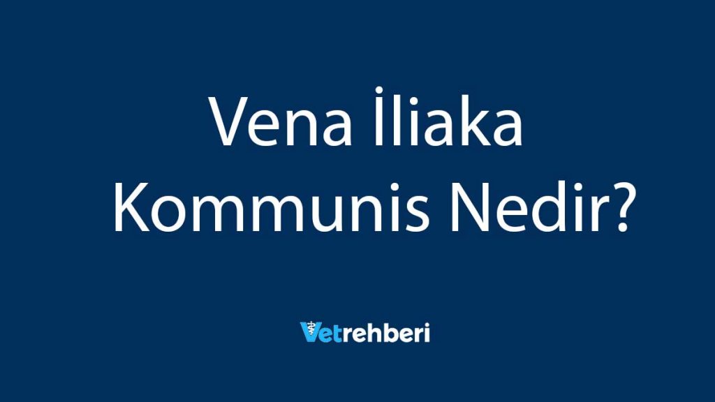 Vena İliaka Kommunis Nedir?