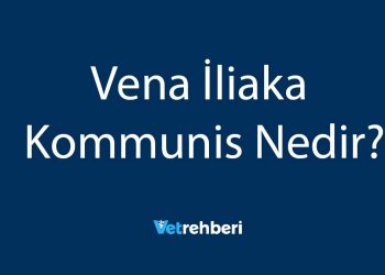 Vena İliaka Kommunis Nedir?