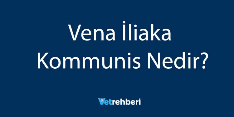 Vena İliaka Kommunis Nedir?