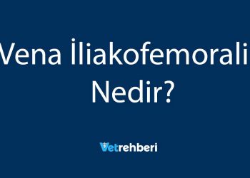 Vena İliakofemoralis Nedir?