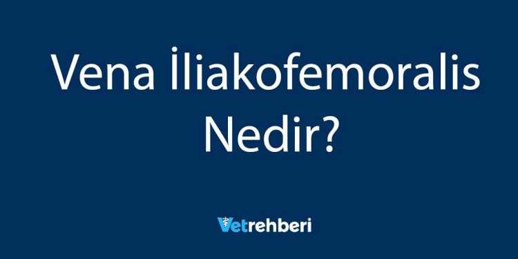 Vena İliakofemoralis Nedir?