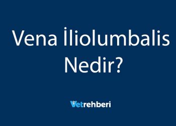 Vena İliolumbalis Nedir?