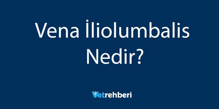 Vena İliolumbalis Nedir?