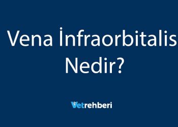 Vena İnfraorbitalis Nedir?