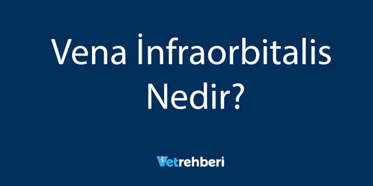 Vena İnfraorbitalis Nedir?