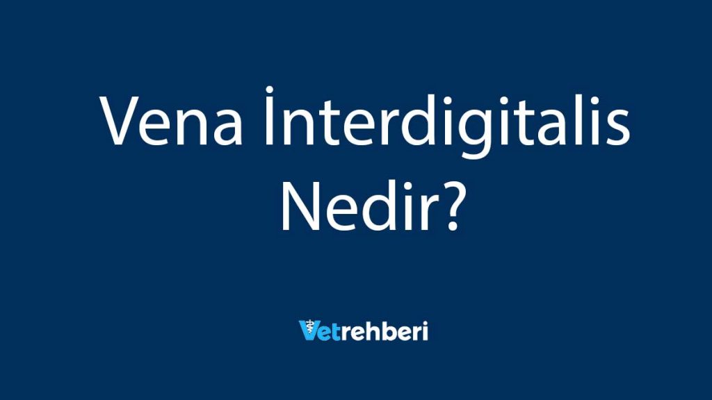 Vena İnterdigitalis Nedir?