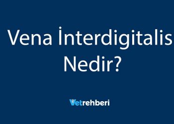 Vena İnterdigitalis Nedir?
