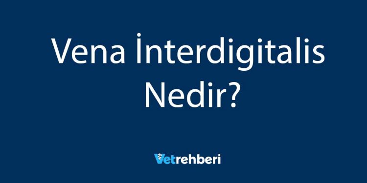 Vena İnterdigitalis Nedir?