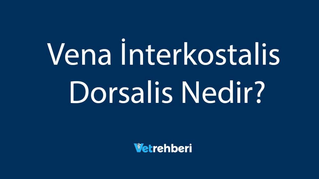 Vena İnterkostalis Dorsalis Nedir?