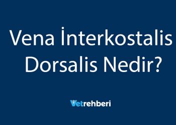 Vena İnterkostalis Dorsalis Nedir?