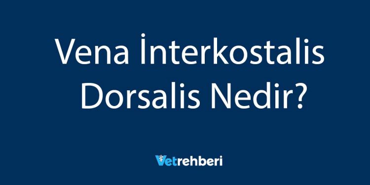 Vena İnterkostalis Dorsalis Nedir?