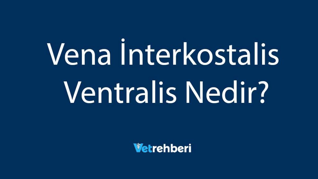 Vena İnterkostalis Ventralis Nedir?