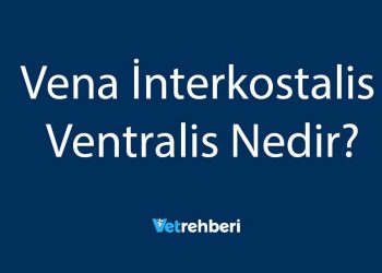 Vena İnterkostalis Ventralis Nedir?