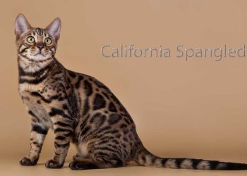 California Spangled Kedi Irkı ve Özellikleri