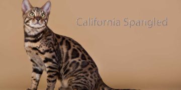 California Spangled Kedi Irkı ve Özellikleri