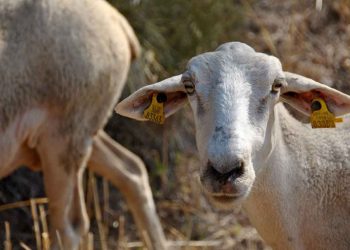 Koyun ve Keçilerde Rahim Yangıları