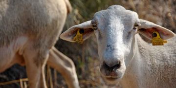 Koyun ve Keçilerde Rahim Yangıları