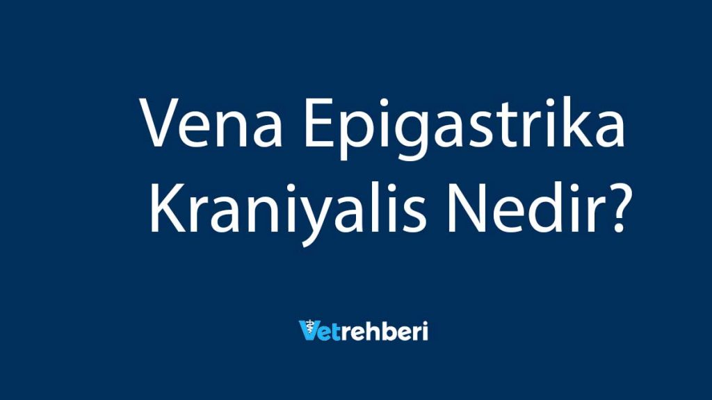 Vena Epigastrika Kraniyalis Nedir?