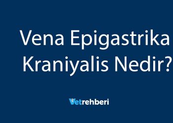 Vena Epigastrika Kraniyalis Nedir?