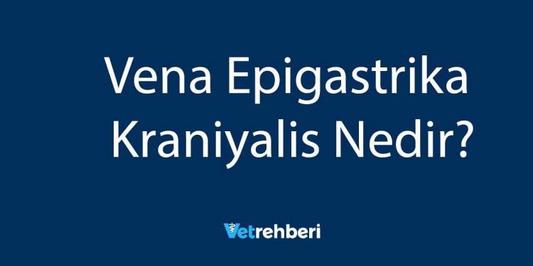 Vena Epigastrika Kraniyalis Nedir?