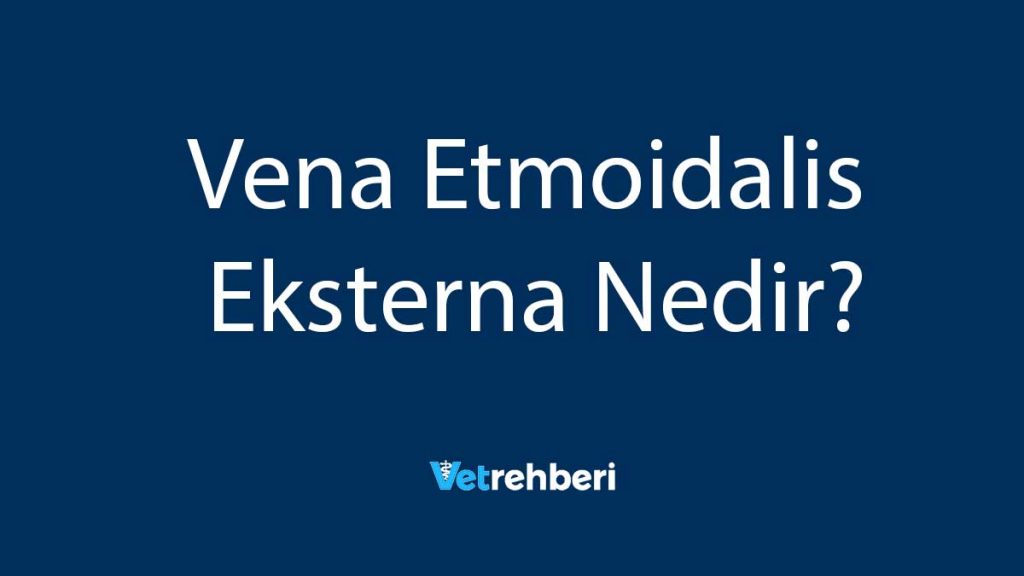 Vena Etmoidalis Eksterna Nedir?