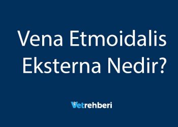 Vena Etmoidalis Eksterna Nedir?