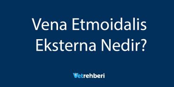 Vena Etmoidalis Eksterna Nedir?