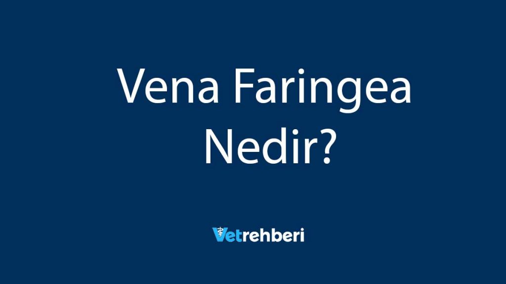 Vena Faringea Nedir?