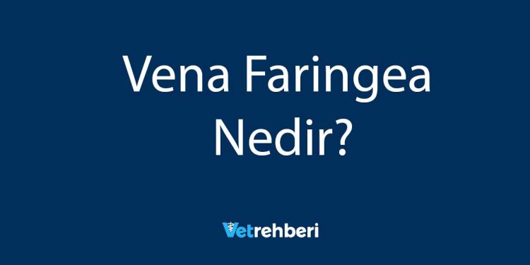 Vena Faringea Nedir?