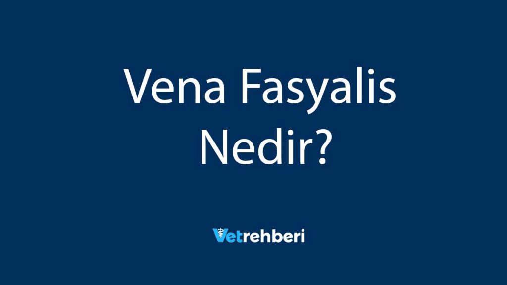 Vena Fasyalis Nedir?