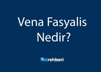 Vena Fasyalis Nedir?
