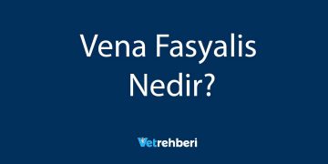 Vena Fasyalis Nedir?
