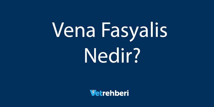 Vena Fasyalis Nedir?