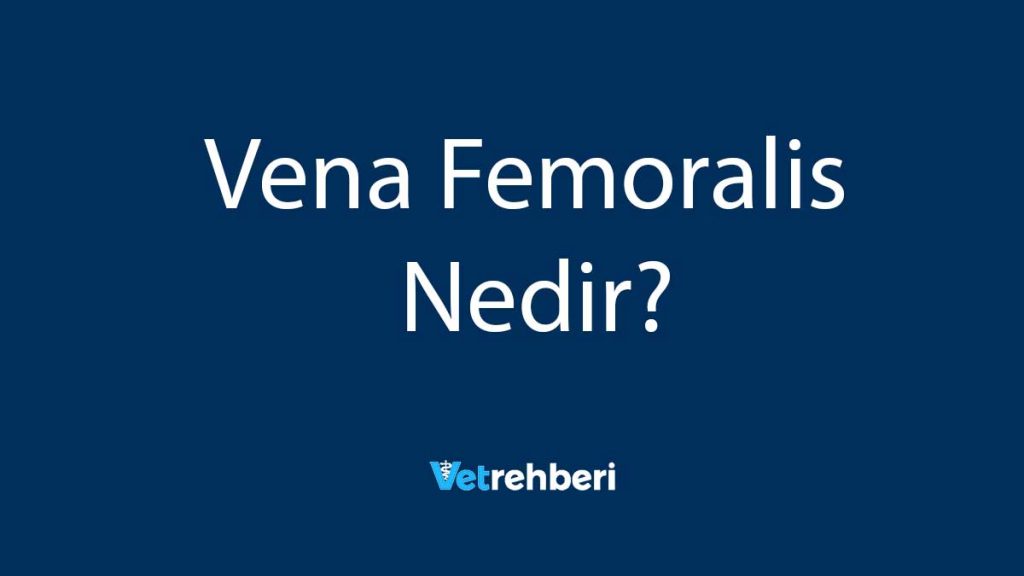 Vena Femoralis Nedir?