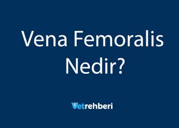Vena Femoralis Nedir?