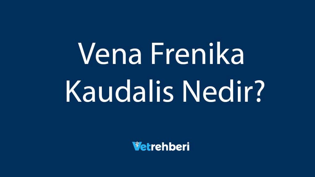 Vena Frenika Kaudalis Nedir?