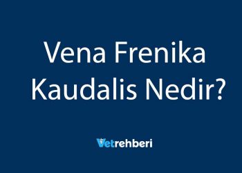 Vena Frenika Kaudalis Nedir?