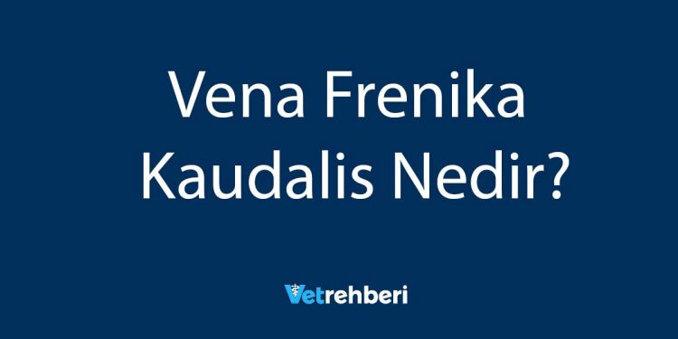 Vena Frenika Kaudalis Nedir?