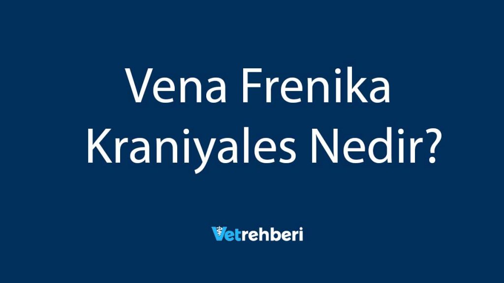 Vena Frenika Kraniyales Nedir?